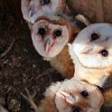 Barn owls provide pest control and ecological benefits. Nest boxes help attract and support them. Photo by Ryan Bourbour, UC Davis