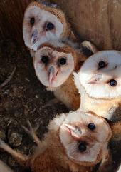 Four barn owls looking up