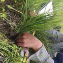 A researcher measures the size of an individual grass clump to assess its health. Photo by Loralee Larios, UC Riverside