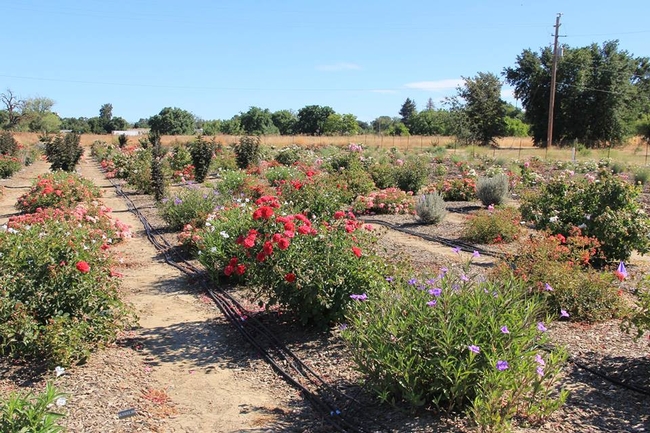 Flowering shrubs bloom in lavender, orange, white and salmon colors.