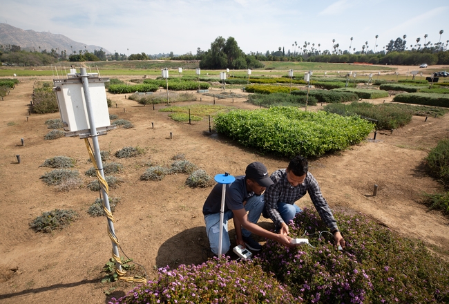 Two PhD students collect plant physiological data to understand how native and non-native irrigated groundcover species respond to periods of water stress and limited irrigation applications in inland southern California.