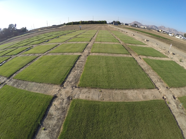 Aerial view of turfgrass plot.