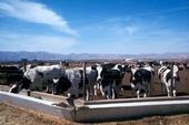 California's greatest conservation tillage implementation gains are being made on dairies.