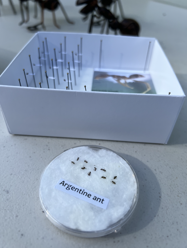 Container with Argentine ants.