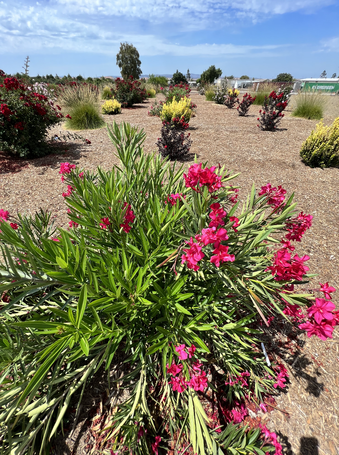 Landscape: What is a Weather Station and Can it Benefit Ornamental Growers?