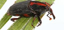 Adult, male red striped weevil. Photo by John Kabashima for Green Blog Blog