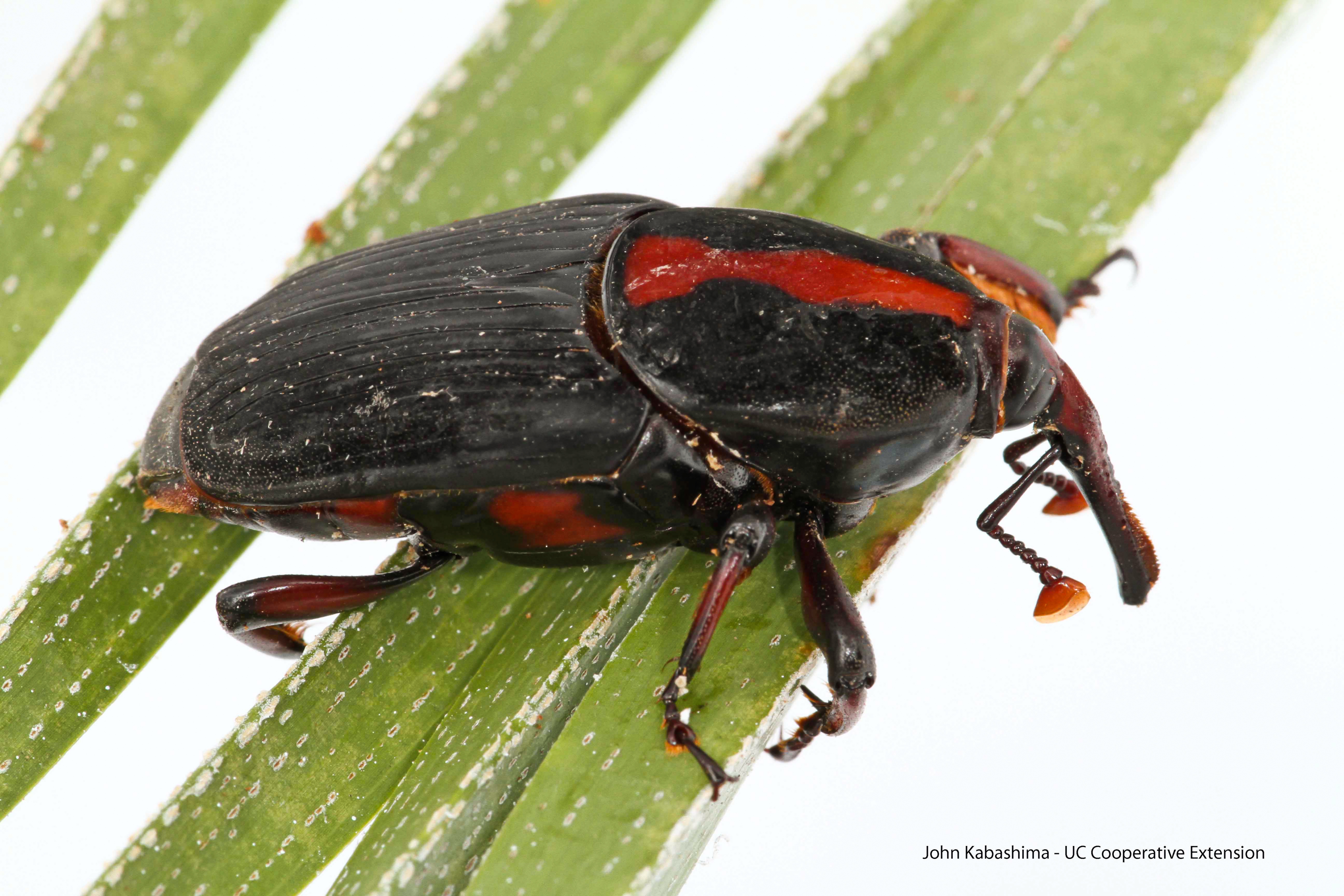 Weevils  Facts & Identification, Control & Prevention