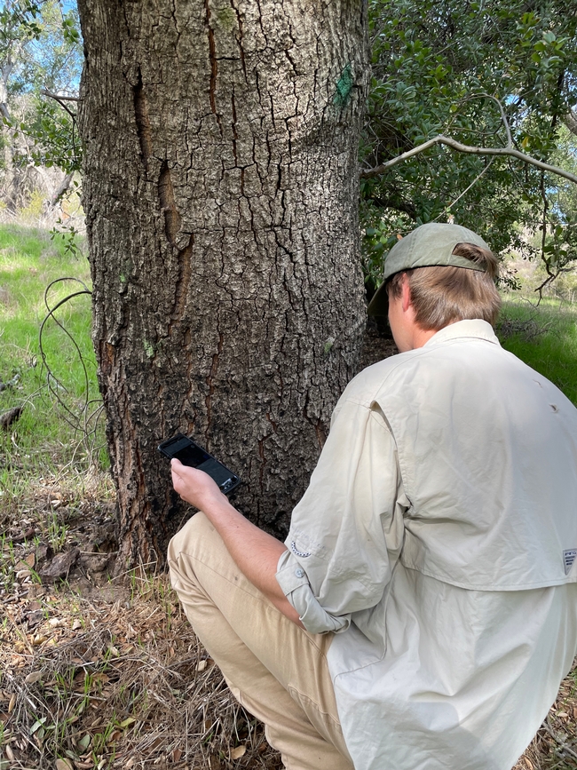 A person seen from behind while examining an oak trunk.