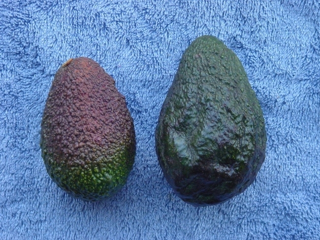Two frost-damaged avocados side by side