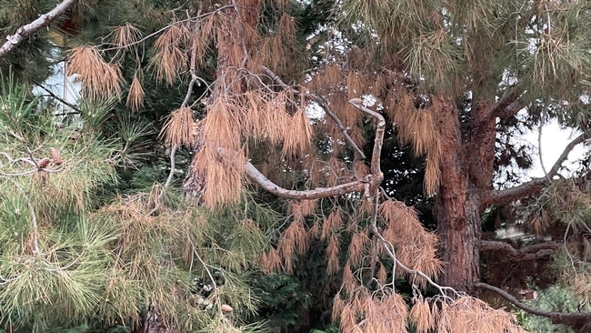 Dead and brown needles on tree infected with pine ghost canker
