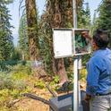 Cooperative Extension Specialist Safeeq Khan adjusts research instrumentation, which will help assess how vegetation changes from forest management affect water quantity in the local watershed. Photo courtesy of Placer County Water Agency