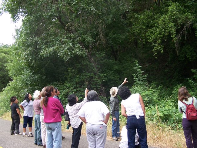 A group of people look up at trees.