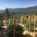 Researchers interviewed 14 cannabis farmers to identify major themes around their relationships with land use, and used those themes to generate predictors for models of land use change. Photo by Hekia Bodwitch