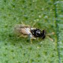 Tamarixia radiata wasp