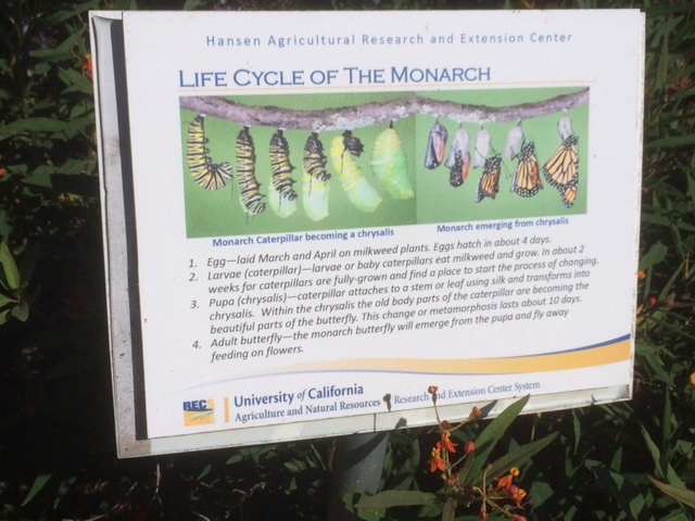 Life Cycle of Monarch sign