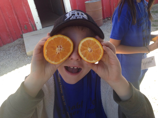picking farm fresh oranges for snack.