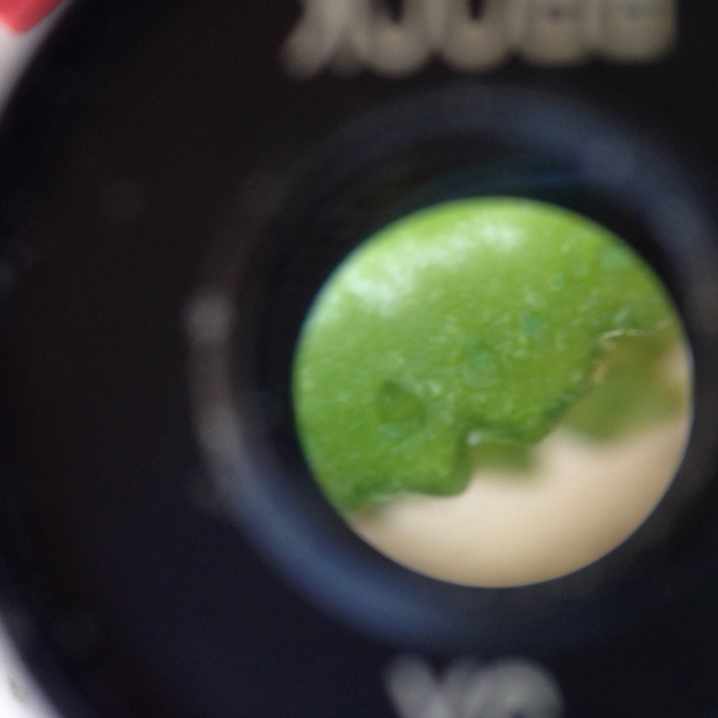How water moves through plants, observing xylem in celery