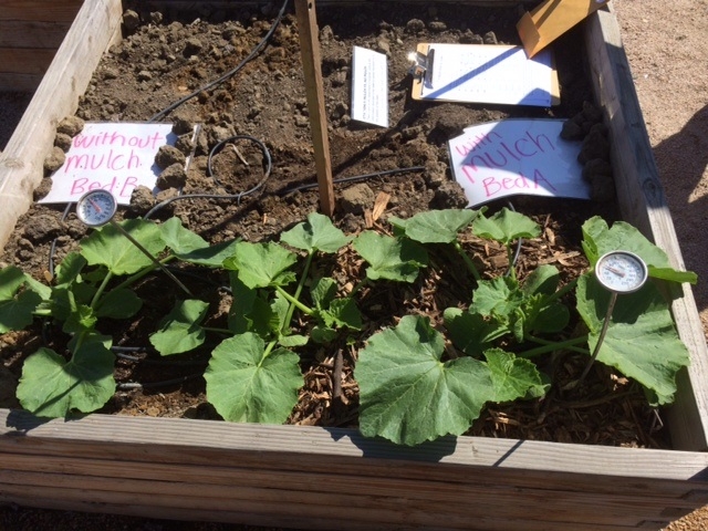 A bed of growing winter squash transforms into a experiment bed for analyzing and interpreting data