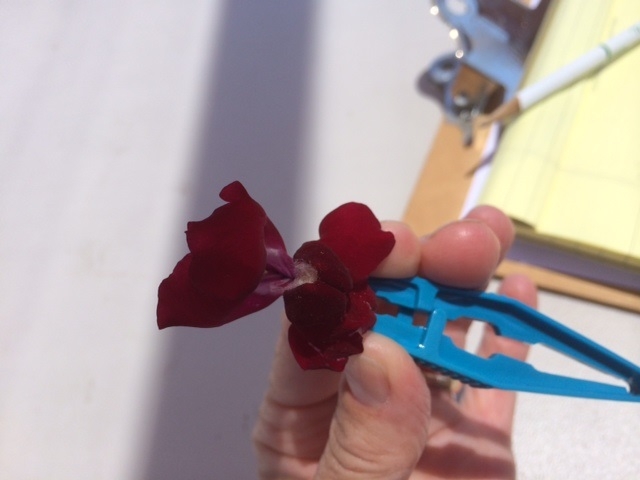 Using simple tools to dissect flowers help students learn the structures and understand pollination