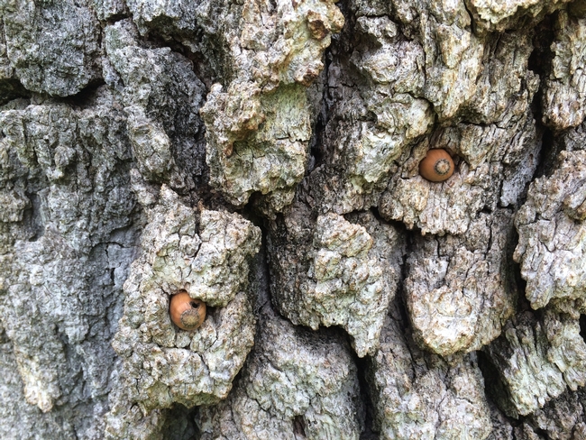 Acorns in the Oaks-the Center supports more than 215 species of wild birds