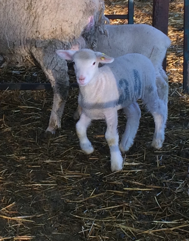 Lambing generally occurs between November and February