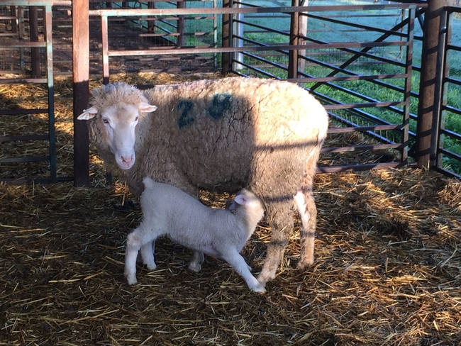 nursing lamb
