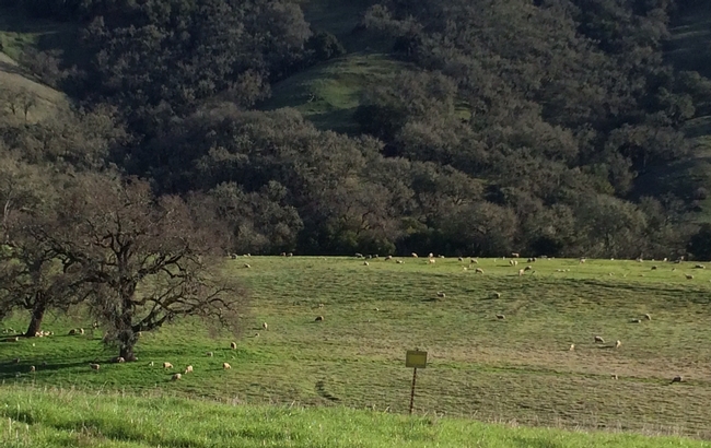 Hopland maintains sheep flock that graze the majority of the Center's rangelands