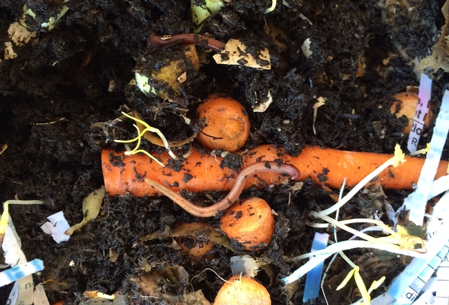 Visiting the worm compost