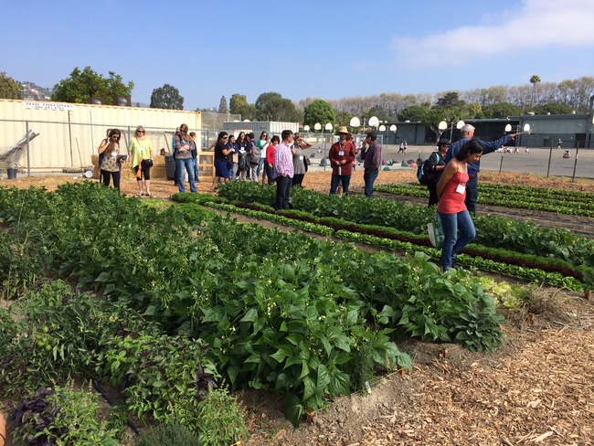 Salad Bar Farms--Balboa Middle School, VUSD