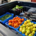 Produce from UC HAREC was donated to the community