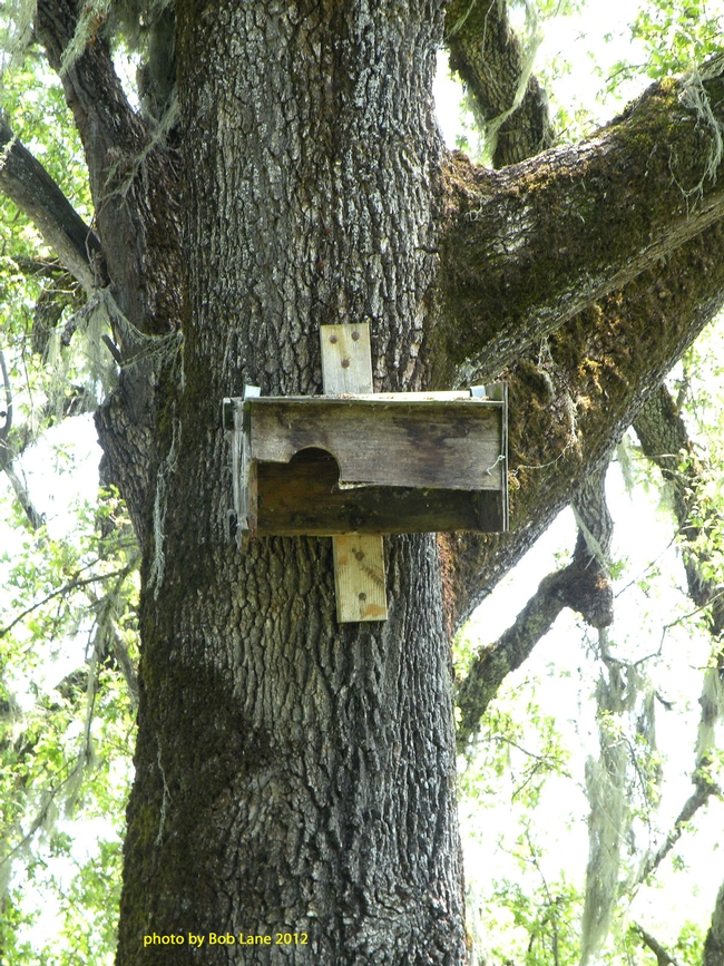 Owl's nesting box  - HREC (4-28-12) #1