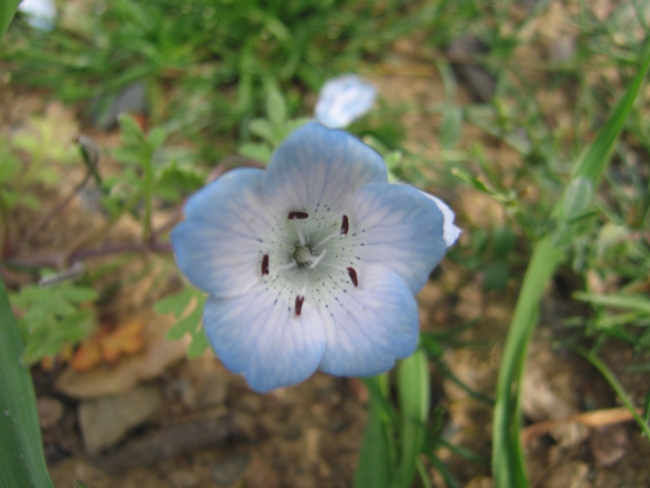 Baby Blue Eyes Flower (Nemophila menziesii var. atomaria)