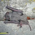 Mexican Free-tailed Bat 013 copy