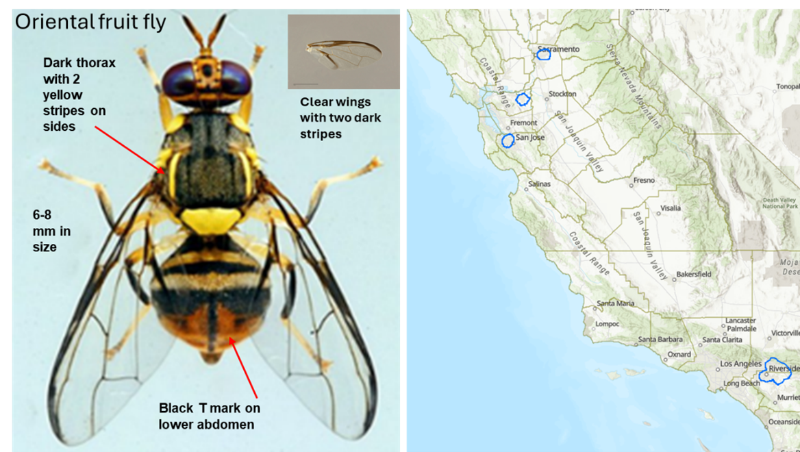 Invasive Fruit Fly Quarantine: What to know as a SJV citrus grower ...