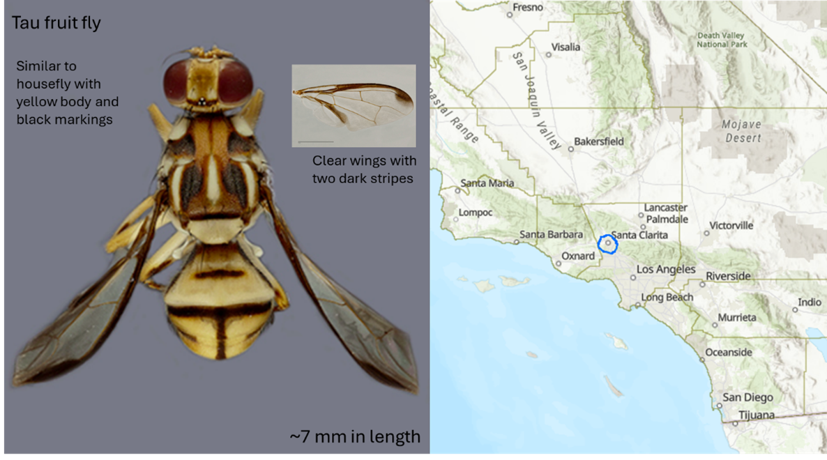 Invasive Fruit Fly Quarantine: What to know as a SJV citrus grower ...