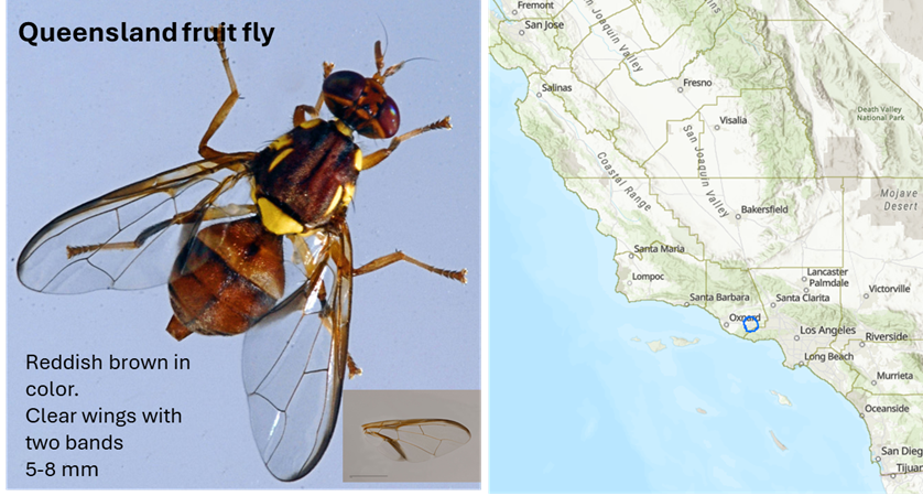 Invasive Fruit Fly Quarantine: What to know as a SJV citrus grower ...