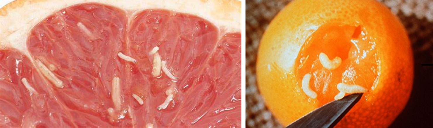 Invasive Fruit Fly Quarantine: What to know as a SJV citrus grower ...