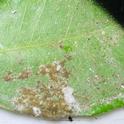 Citrus mealybug female and crawlers on leaf