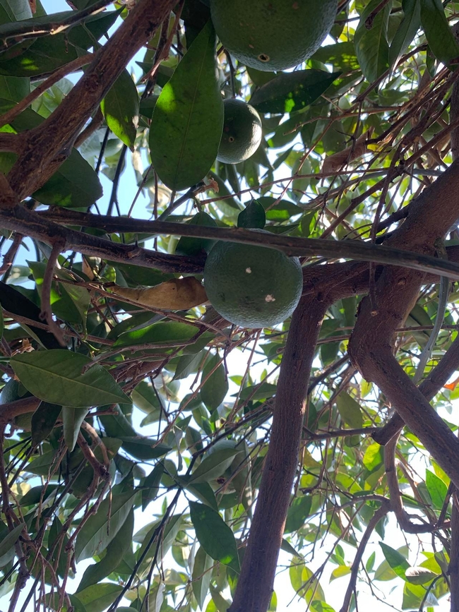 Mealybug infesation inside tree canopy (note white stuff on green fruit)