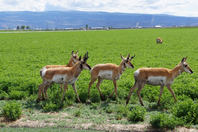 Antelope Roaming at IREC