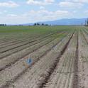 Weed Management in Tulelake Processing Onions