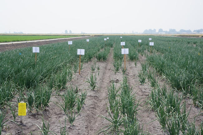 Onion research plots at IREC.