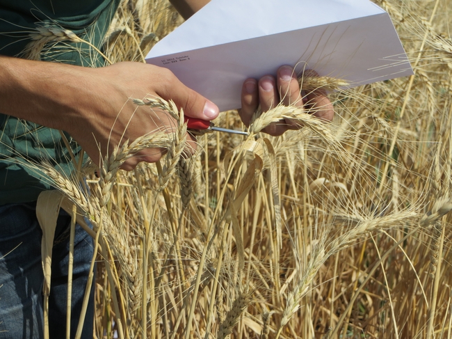 Hand harvest wheat at IREC
