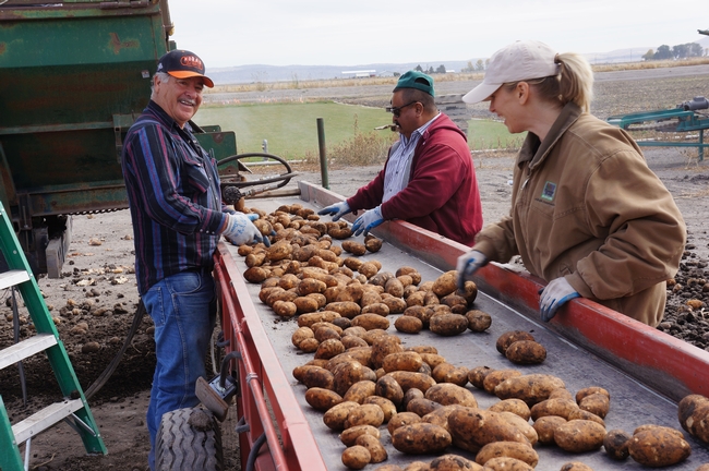 IREC employees sort potatoes.