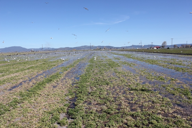 Flooded Alfalfa Field