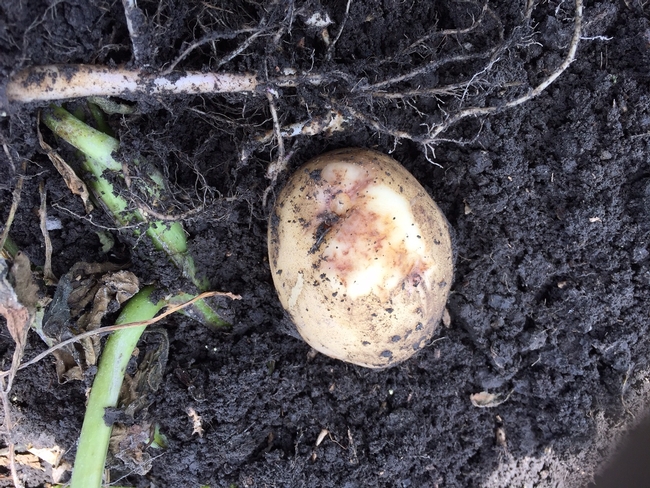 Tuber Infected with Late Blight