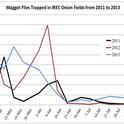 Maggot Flies Trapped in IREC Onion Fields from 2011 to 2013
