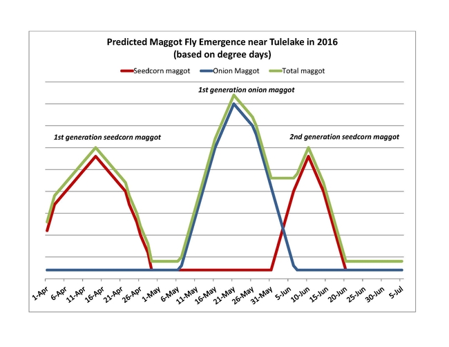 Maggot fly data over years