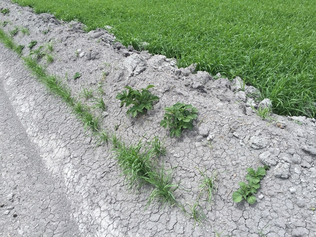 Eliminate Volunteer Potatoes Growing on Ditches and Field Borders