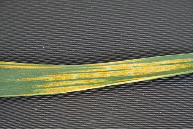 stripe rust on wheat